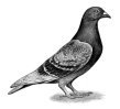 pigeon pest control
