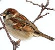 sparrow bird control