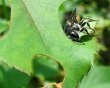 leafcutter bees