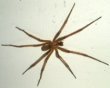 Brown Spider