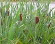 cattails