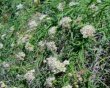 climbing milkweed