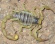 desert hairy scorpion