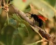 tarantula hawk wasp