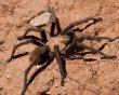 tarantula spider