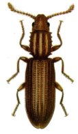 grain beetle