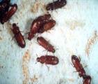 flour beetle