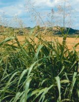 johnson grass weed control