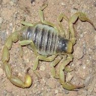 desert hairy scorpion