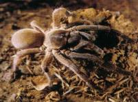 tarantula spider