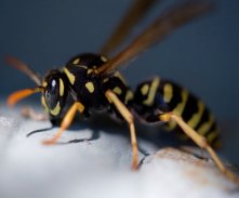 yellow jacket insect