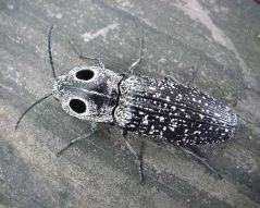 click beetle