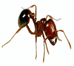 fire ant pest control