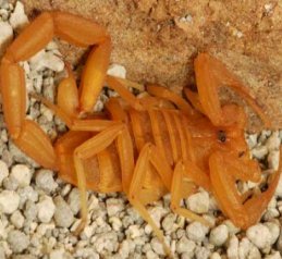 arizona bark scorpion