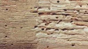 powder post beetles can be a serious problem things you can do to powder post beetles