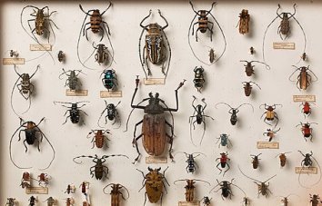 beetle control
