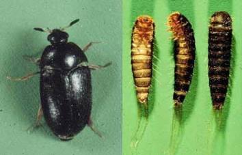 Causes And How To Get Rid Of Carpet Beetles Best Pest Control Insect Identification Insect Control