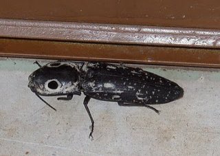 click beetle