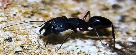 little black ant