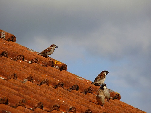 sparrow bird control