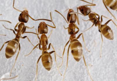 argentine ant control