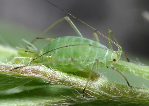 aphid control
