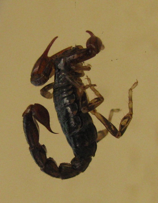 arizona scorpions