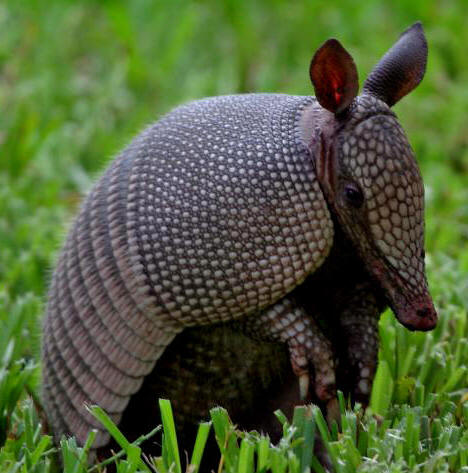 armadillo control