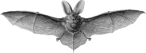bat pest control
