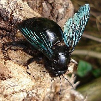 carpenter bee