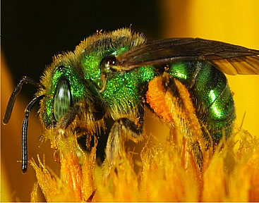 Green Bee