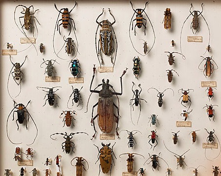 beetle control
