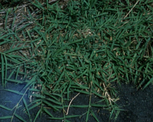 bermuda grass