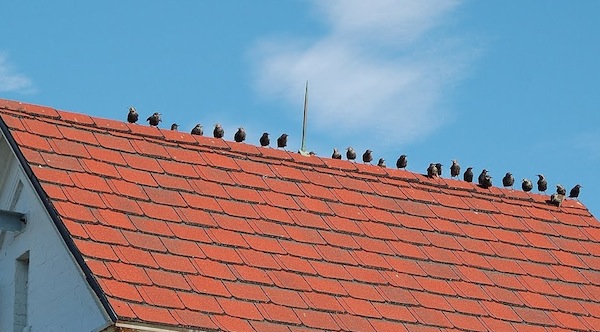 bird pest control