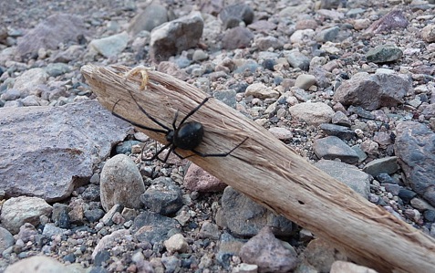 black widow spiders