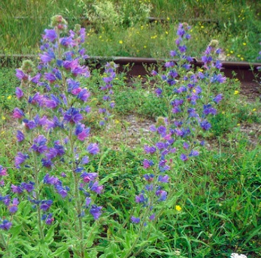 blue weed control