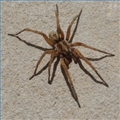 brown spider