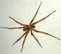 brown spider