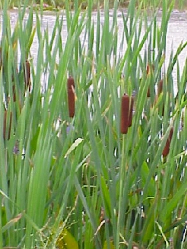 cattails weed control