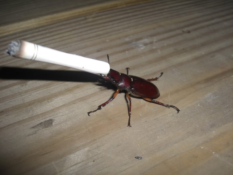 cigarette beetle