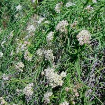 milkweed control