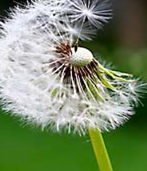 dandelion weed control