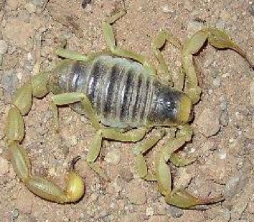 desert hairy scorpion