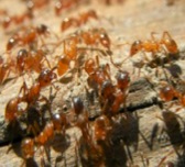 fire ants