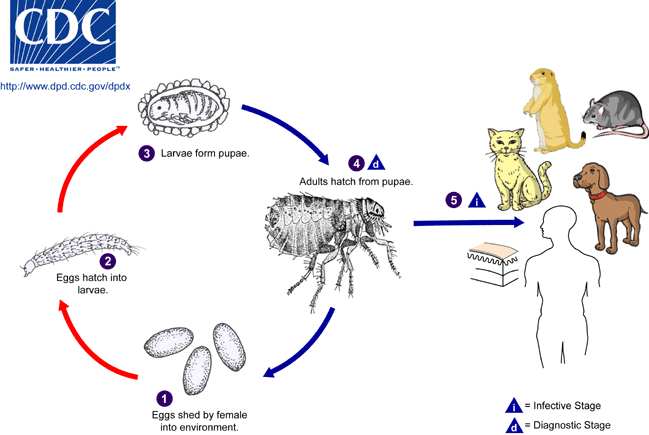 fleas