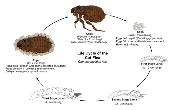 flea control