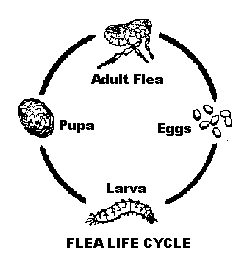 dogs fleas