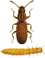 grain beetle