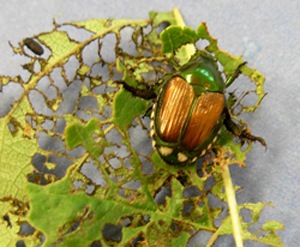 japanese beetle control