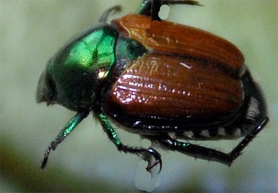 japanese beetles